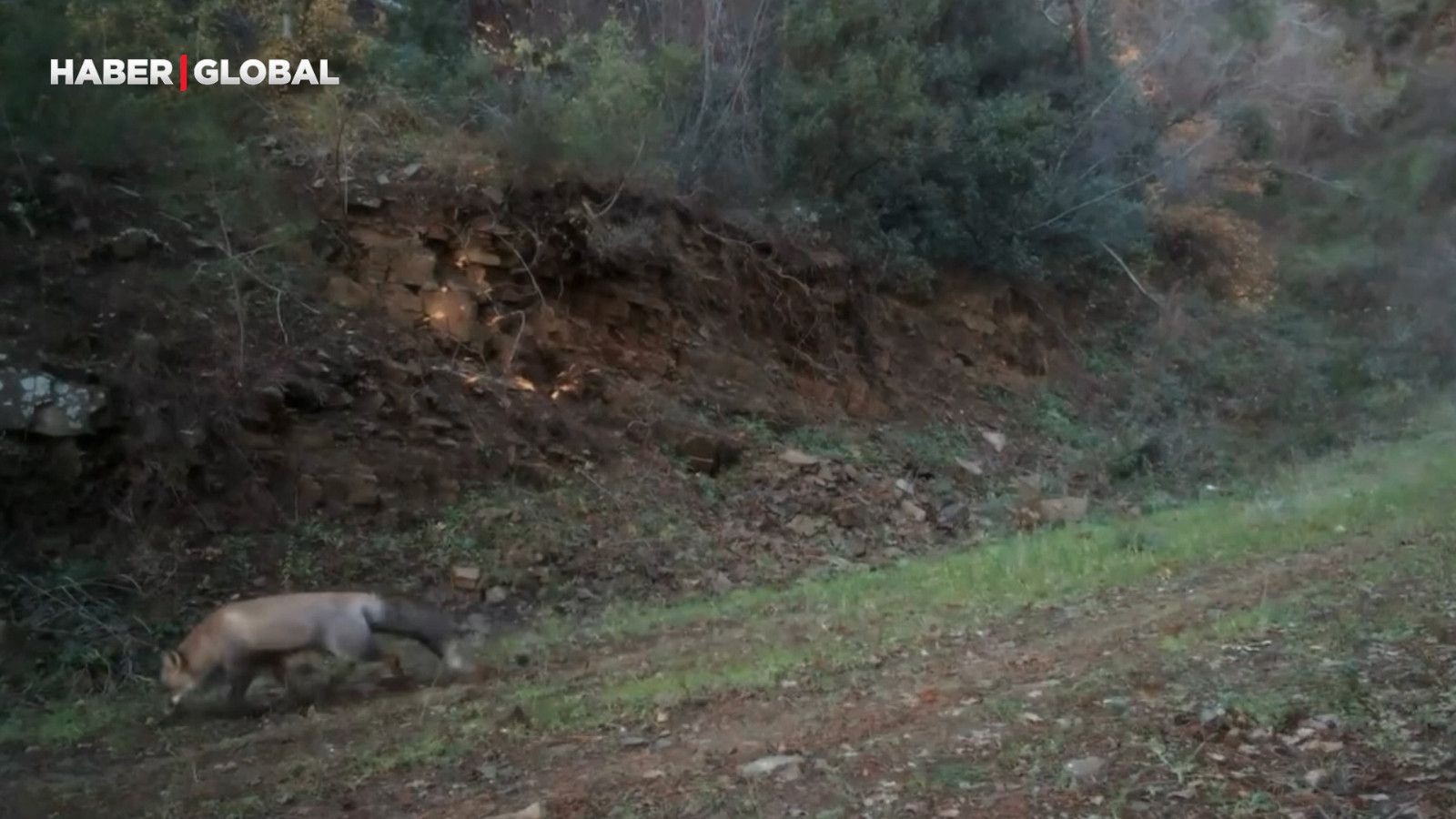 Tekirdağ’da ormanda görüntülenen hayvanlar şaşırttı