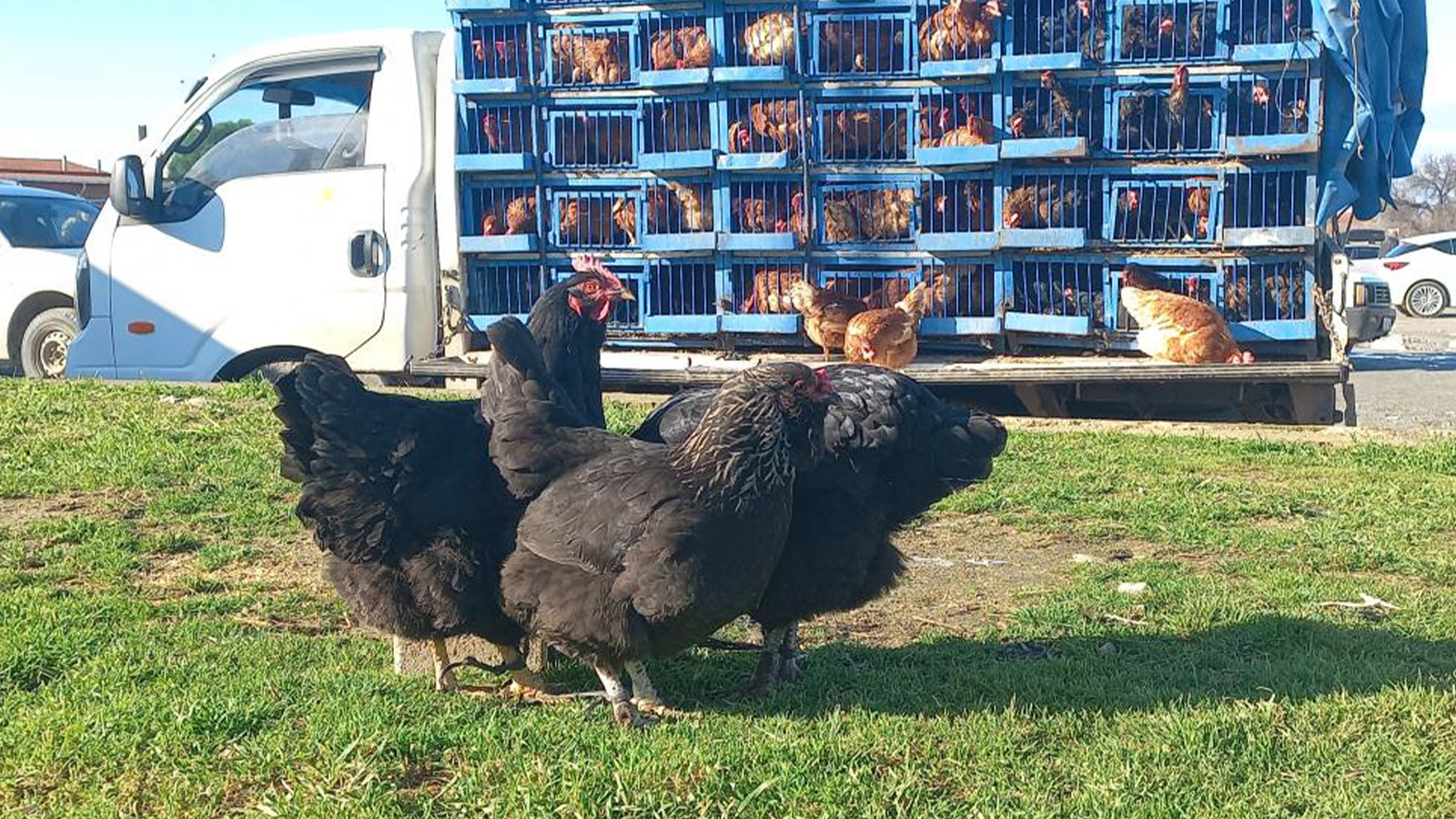 30 yıldır köy köy gezerek satıyor; baba mesleğiyle 3 çocuğunu okuttu
