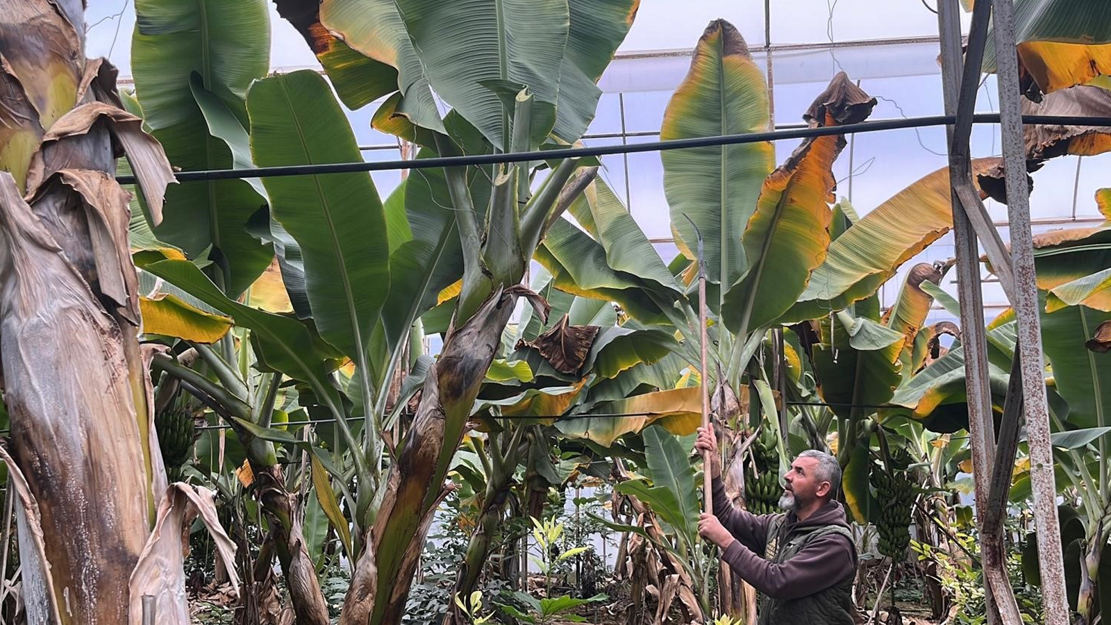 Antalya’dan dünyaya gidiyor: Kilosu 40 liraya çıkan ürün üreticiyi sevindirdi