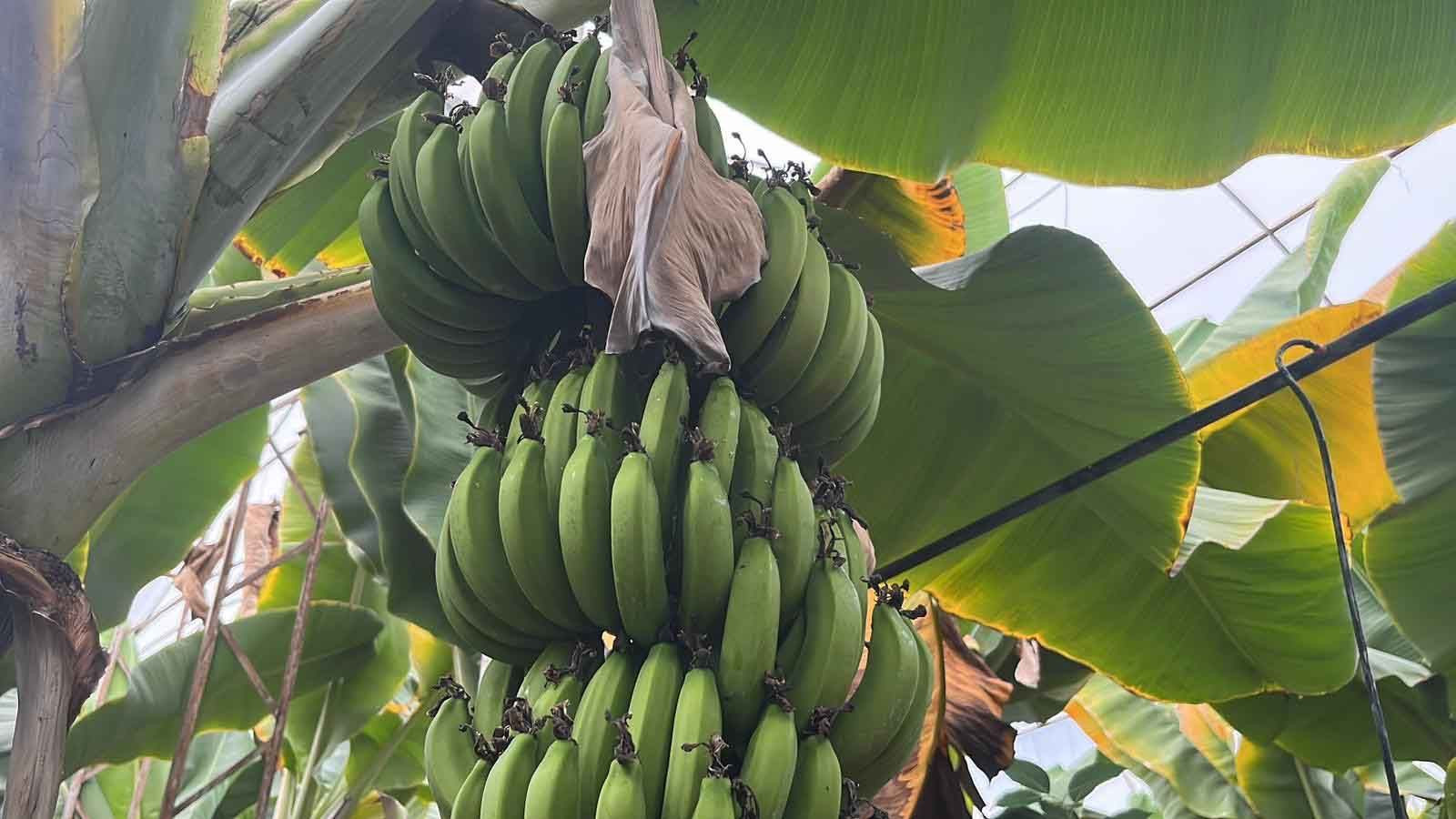 Antalya’dan dünyaya gidiyor: Kilosu 40 liraya çıkan ürün üreticiyi sevindirdi - Resim: 4