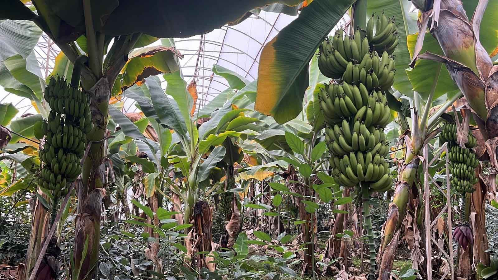 Antalya’dan dünyaya gidiyor: Kilosu 40 liraya çıkan ürün üreticiyi sevindirdi - Resim: 5