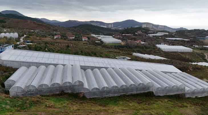 Antalya’dan dünyaya gidiyor: Kilosu 40 liraya çıkan ürün üreticiyi sevindirdi - Resim: 6