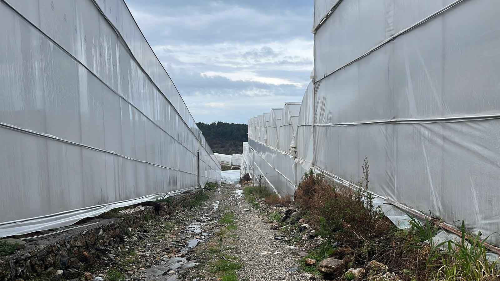 Antalya’dan dünyaya gidiyor: Kilosu 40 liraya çıkan ürün üreticiyi sevindirdi - Resim: 7