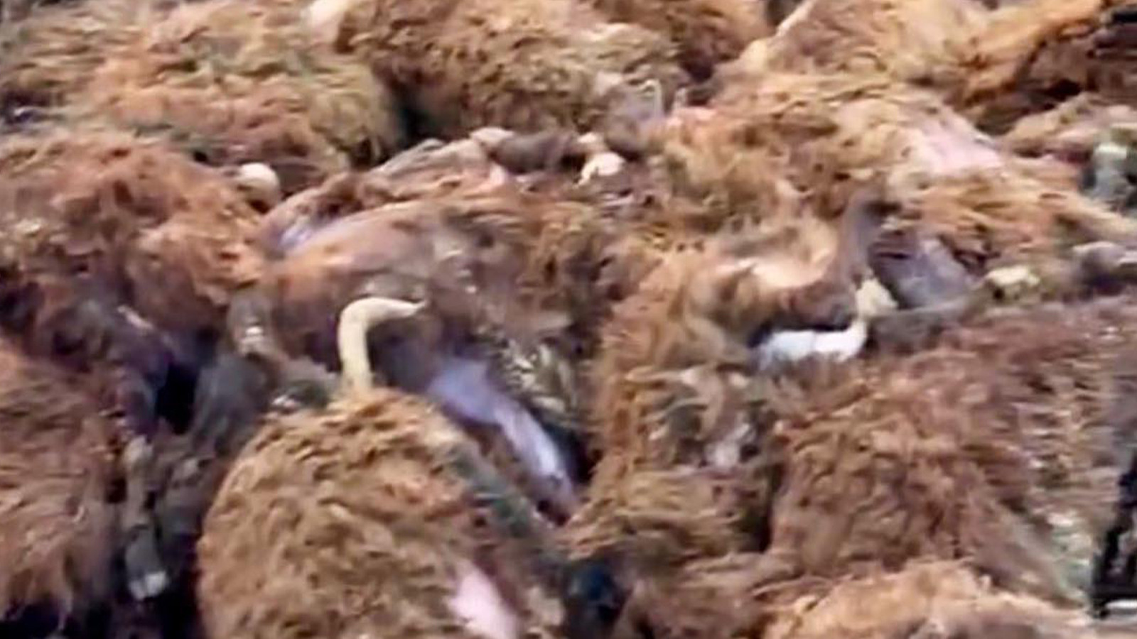 Sisli havada köye indi, 2,5 saatte 200 koyunu öldürdü