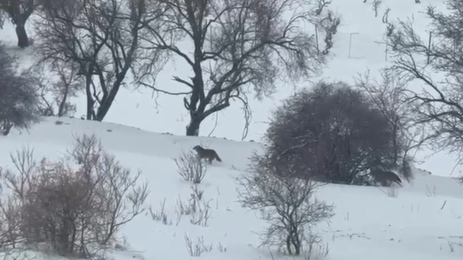 Aç kalan kurtlar yerleşim yerlerine indi