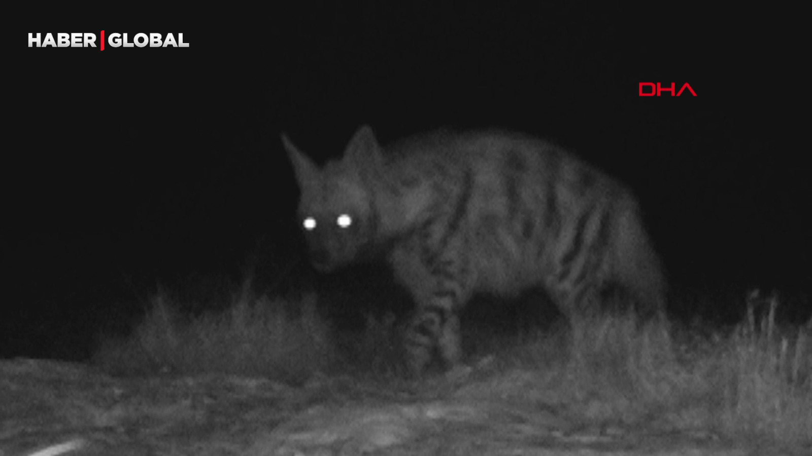 Hatay'da çizgili sırtlan görüntülendi