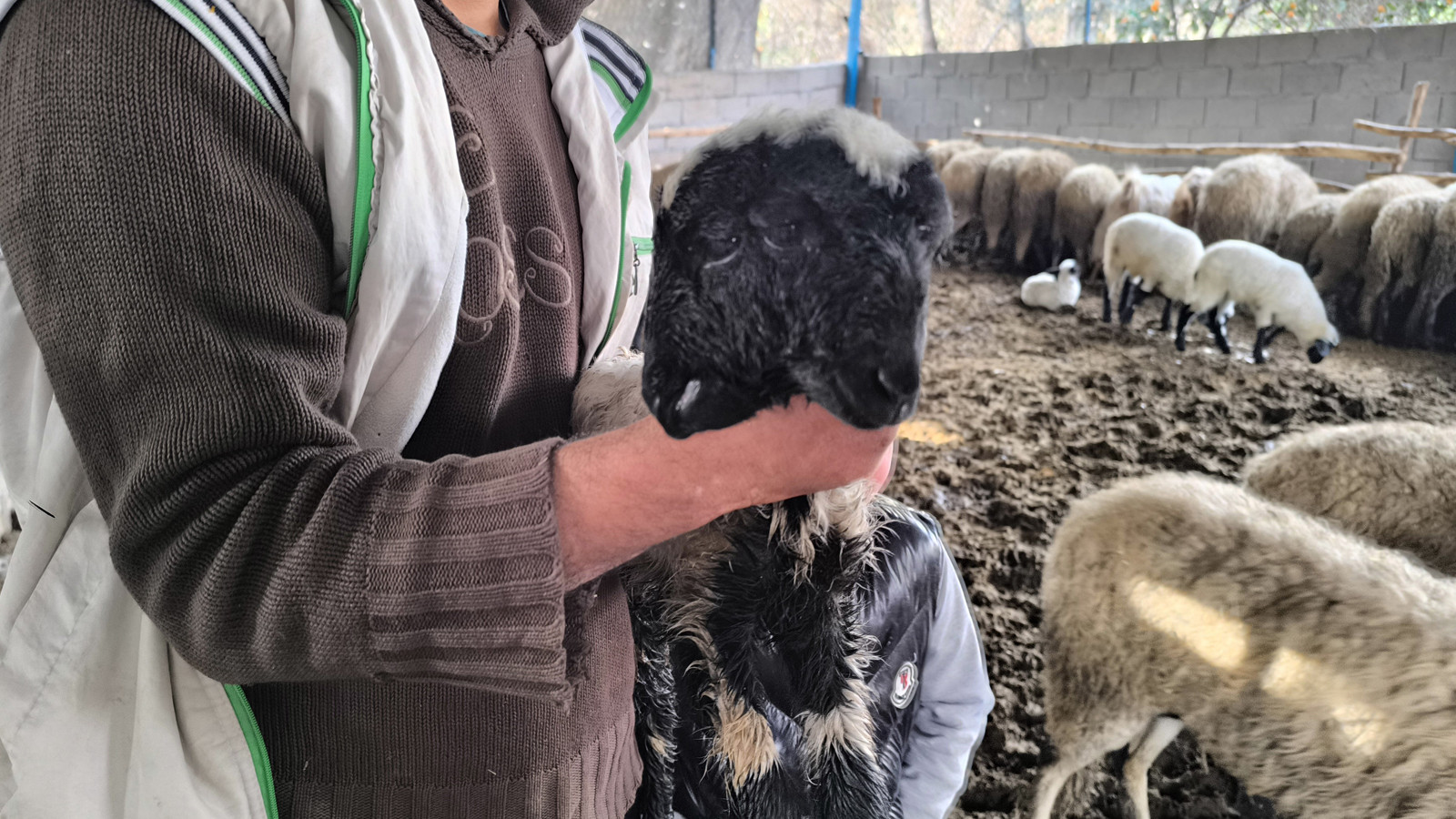 Çift başlı ve 4 gözlü doğdu!