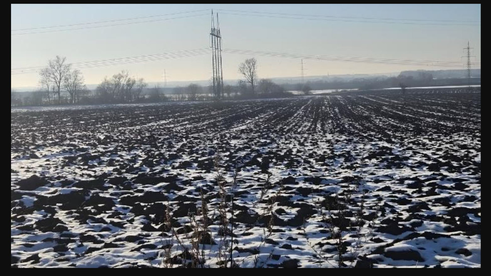 Resimde gizli olan köpeği sadece en zekiler başarabiliyor