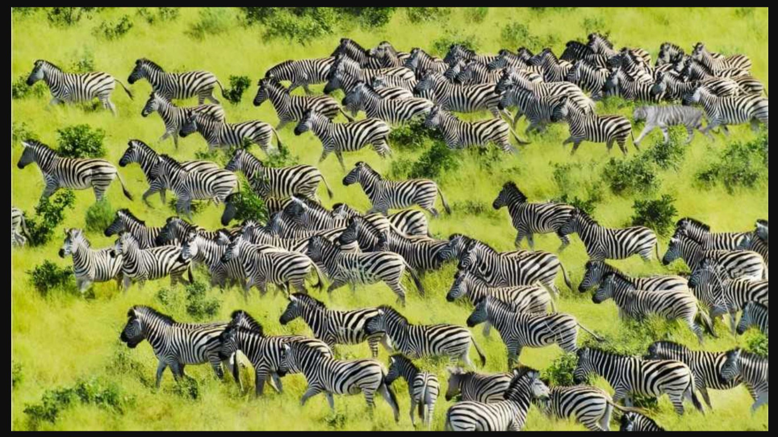 Resimde saklı kaplanı görmek için en az 130 IQ'ya sahip olmalısınız