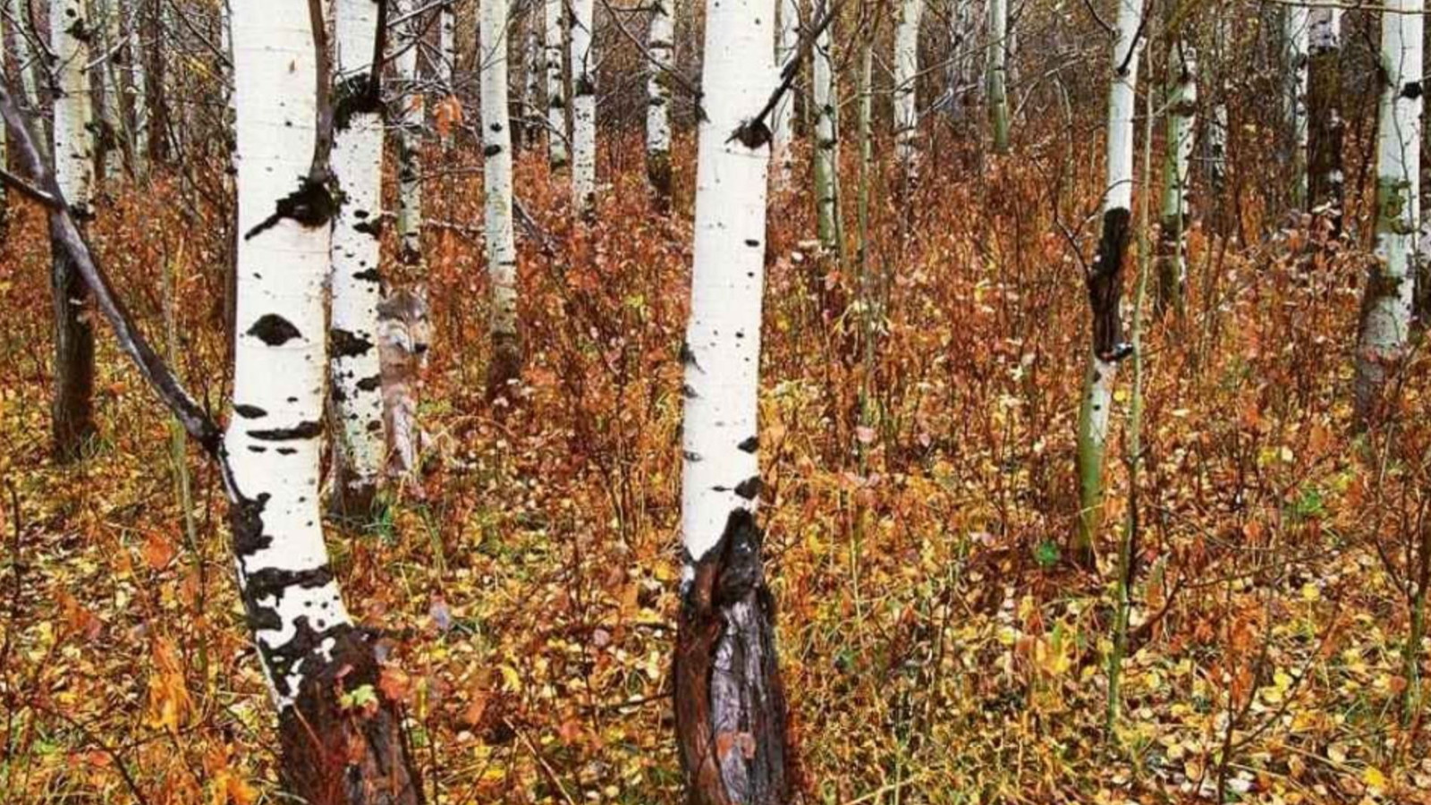 Resimdeki gizli kurdu 9 saniyede bulanların IQ'su en az 130 çıkıyor