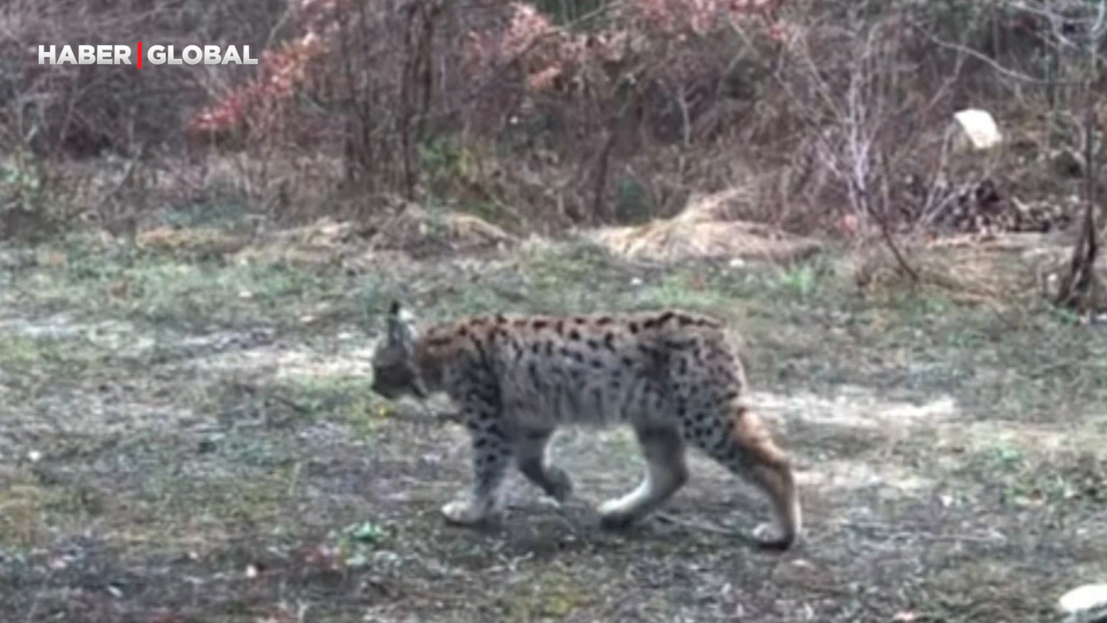 Karabük'te şaşırtan anlar: Ormanın hayaleti güpegündüz görüntülendi