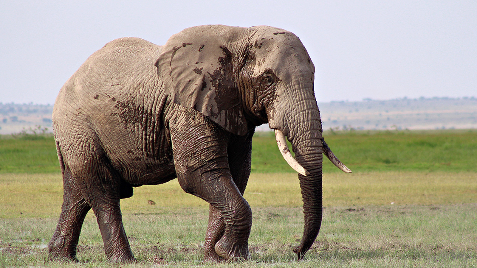 Tayland'da kamp yapan turist, filin saldırısında öldü