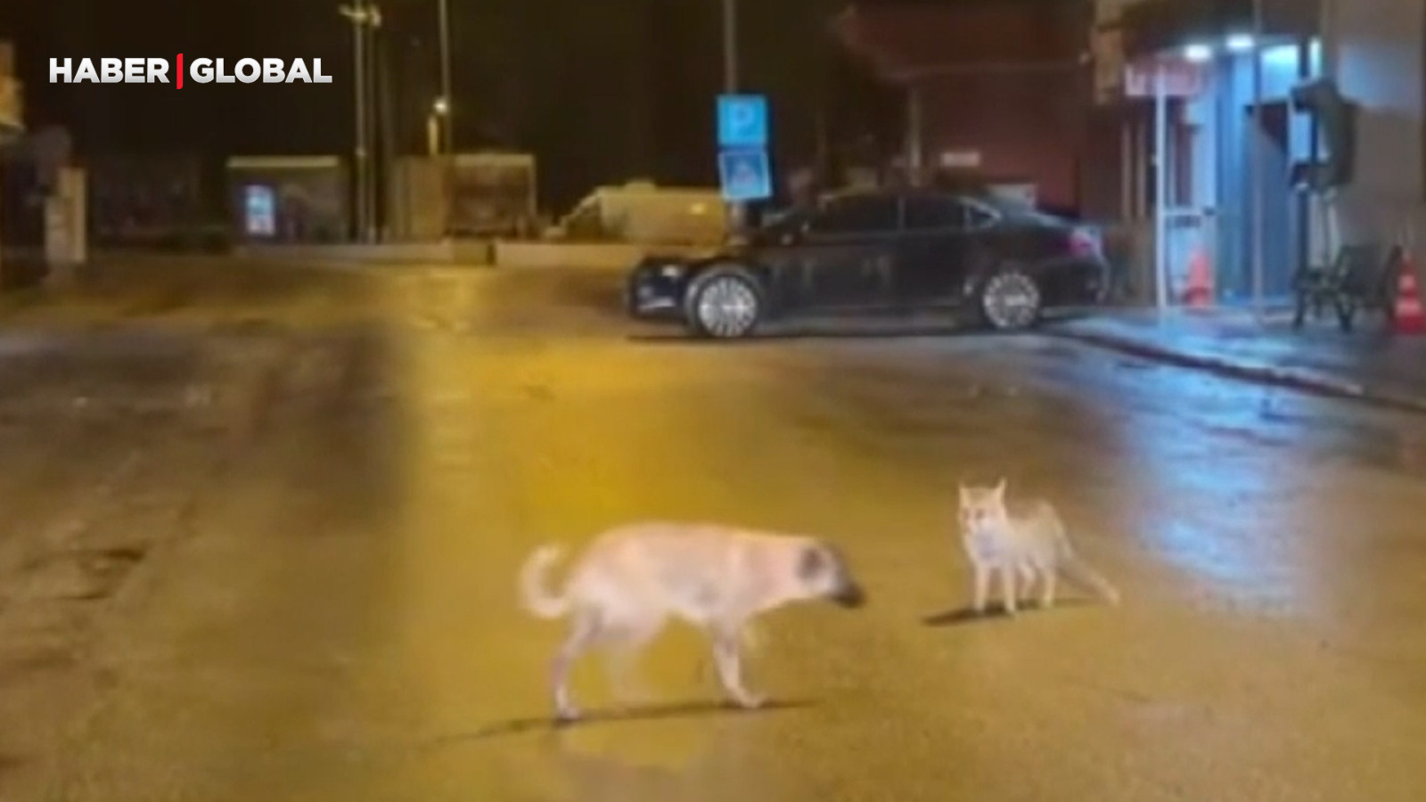 Tilki ile sokak köpeğinin dostluğu şaşırttı