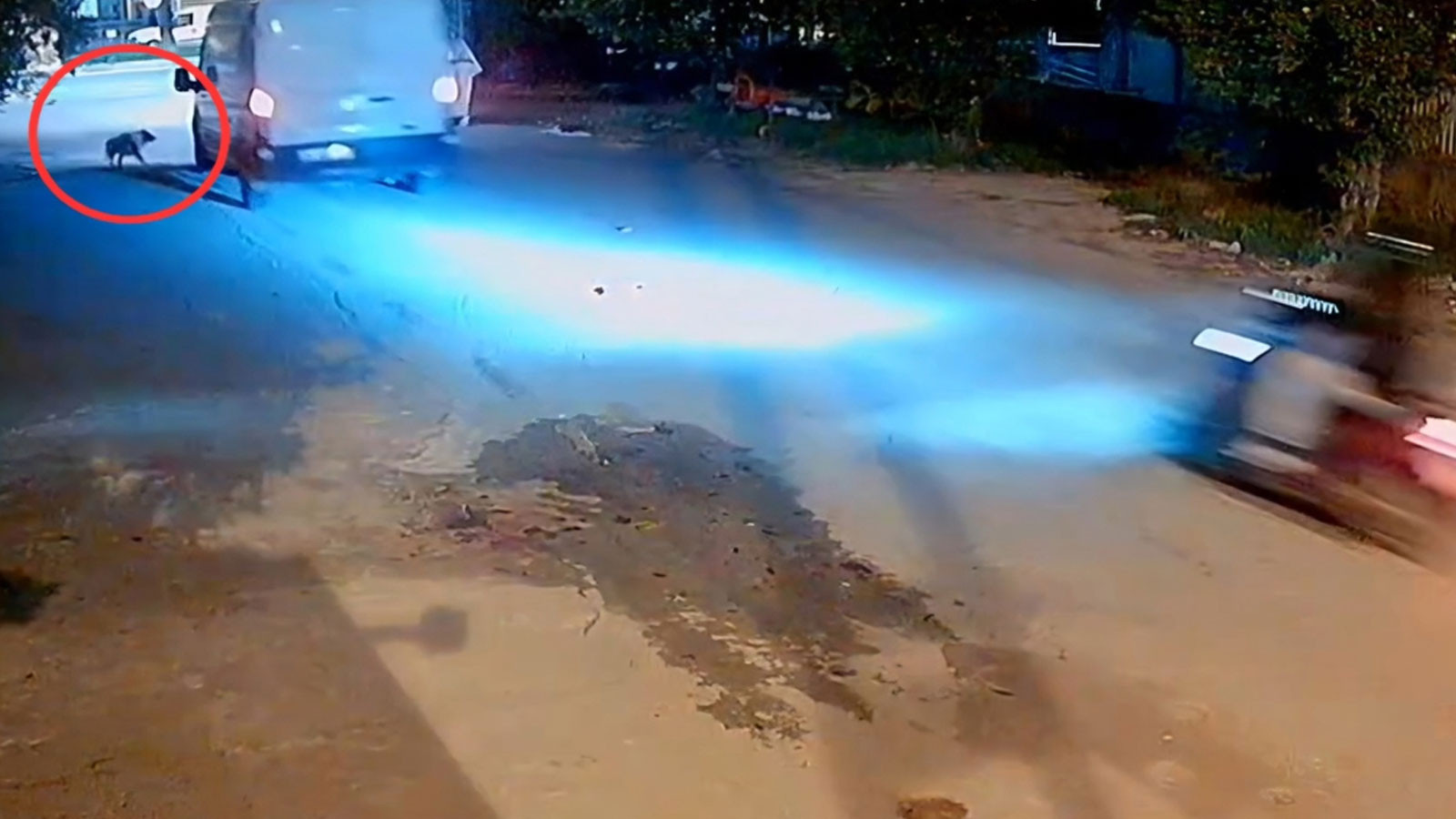 Adana'da dehşet: Kamyonet sürücüsü, araca havlayan köpeği ezdi