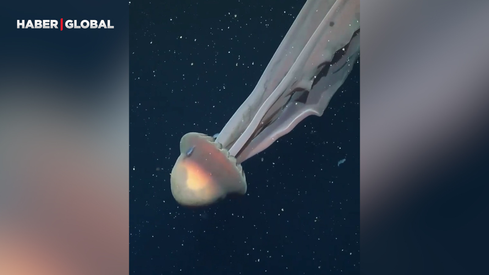 Derin deniz araştırmalarında otobüs uzunluğunda nadir bir denizanası görüldü!