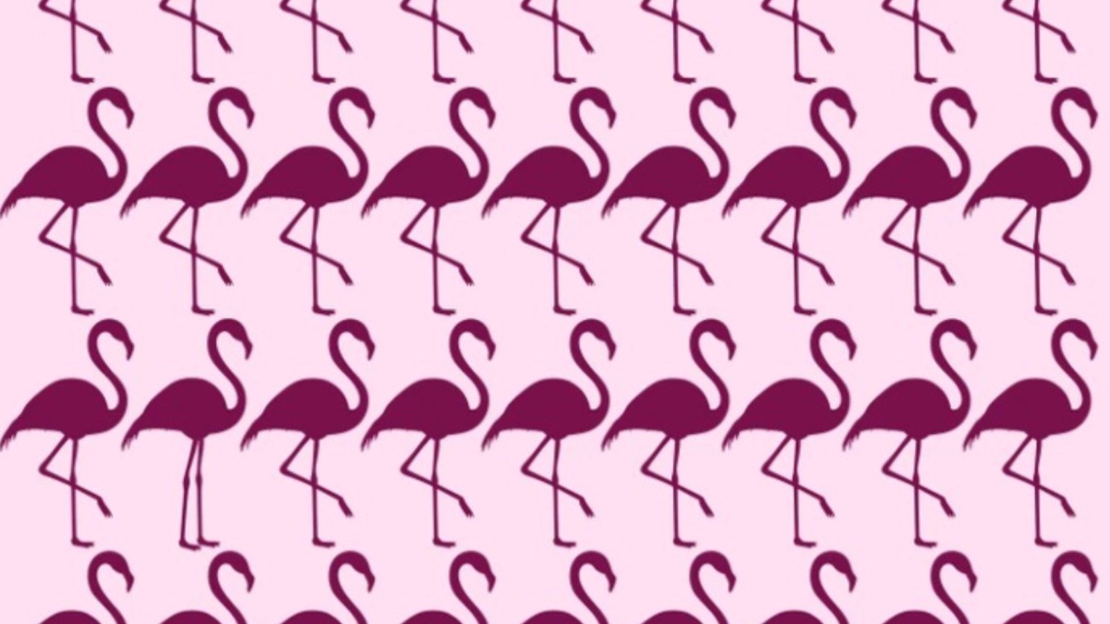 Sadece gerçek dahiler farklı flamingoyu bulmayı başarıyor