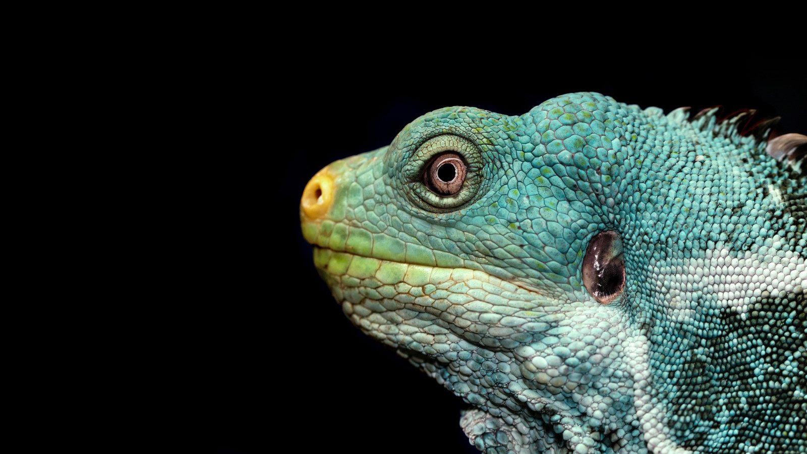 Florida'da tam anlamıyla gökten iguana yağdı!