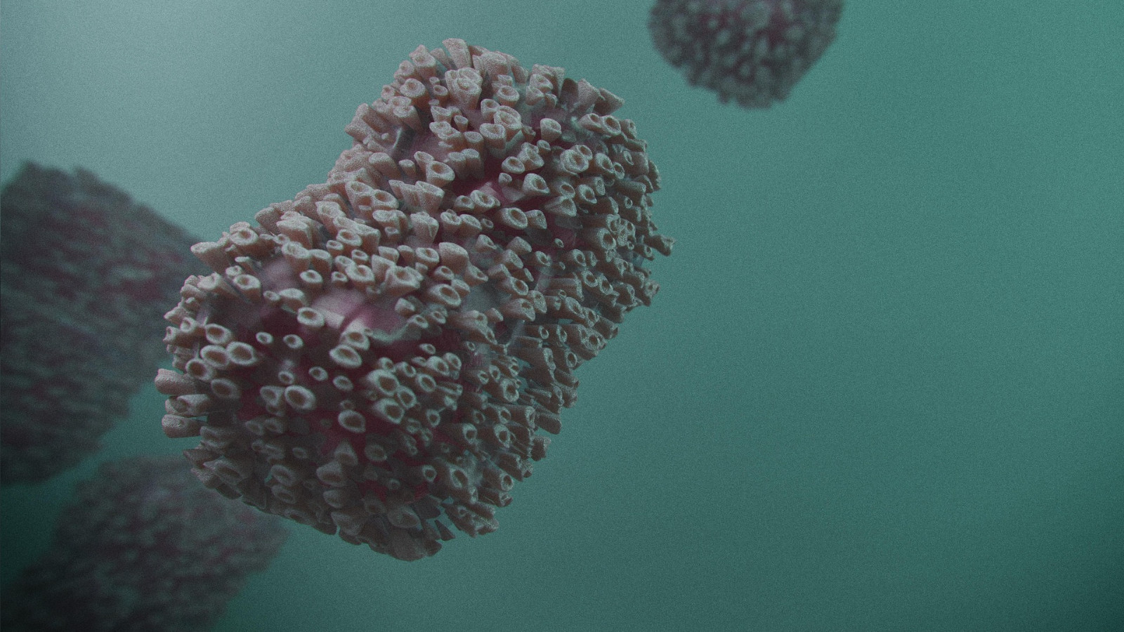 Galiçya'da 'maymun çiçeği' salgını: 9 vaka