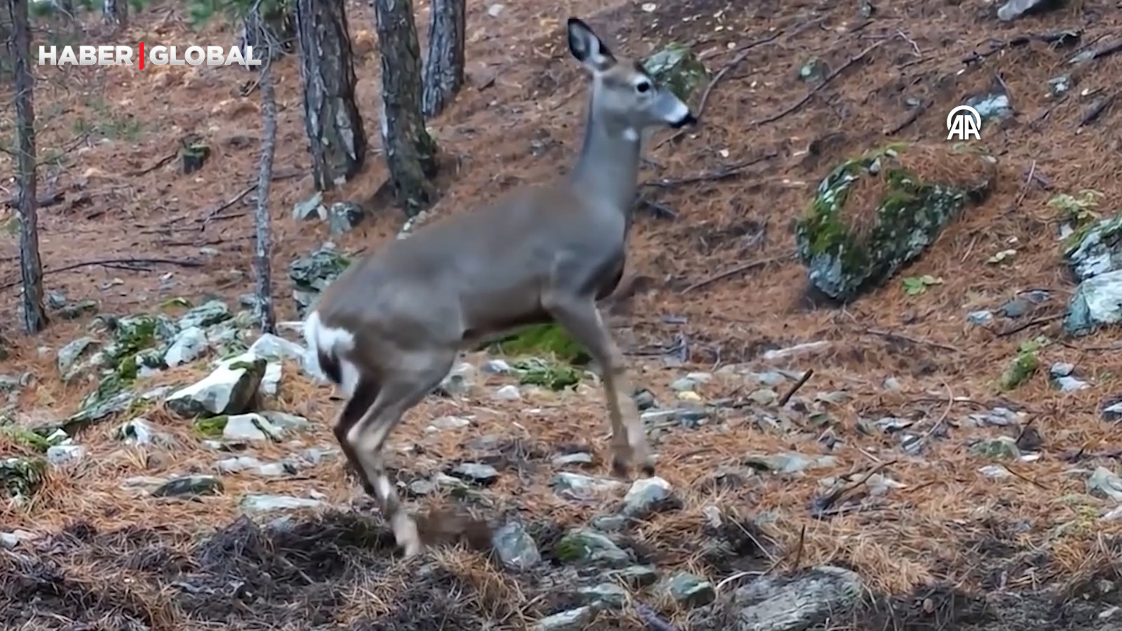 Uludağ'da ormanda zıplayarak dolaşan karaca görenleri şaşırttı