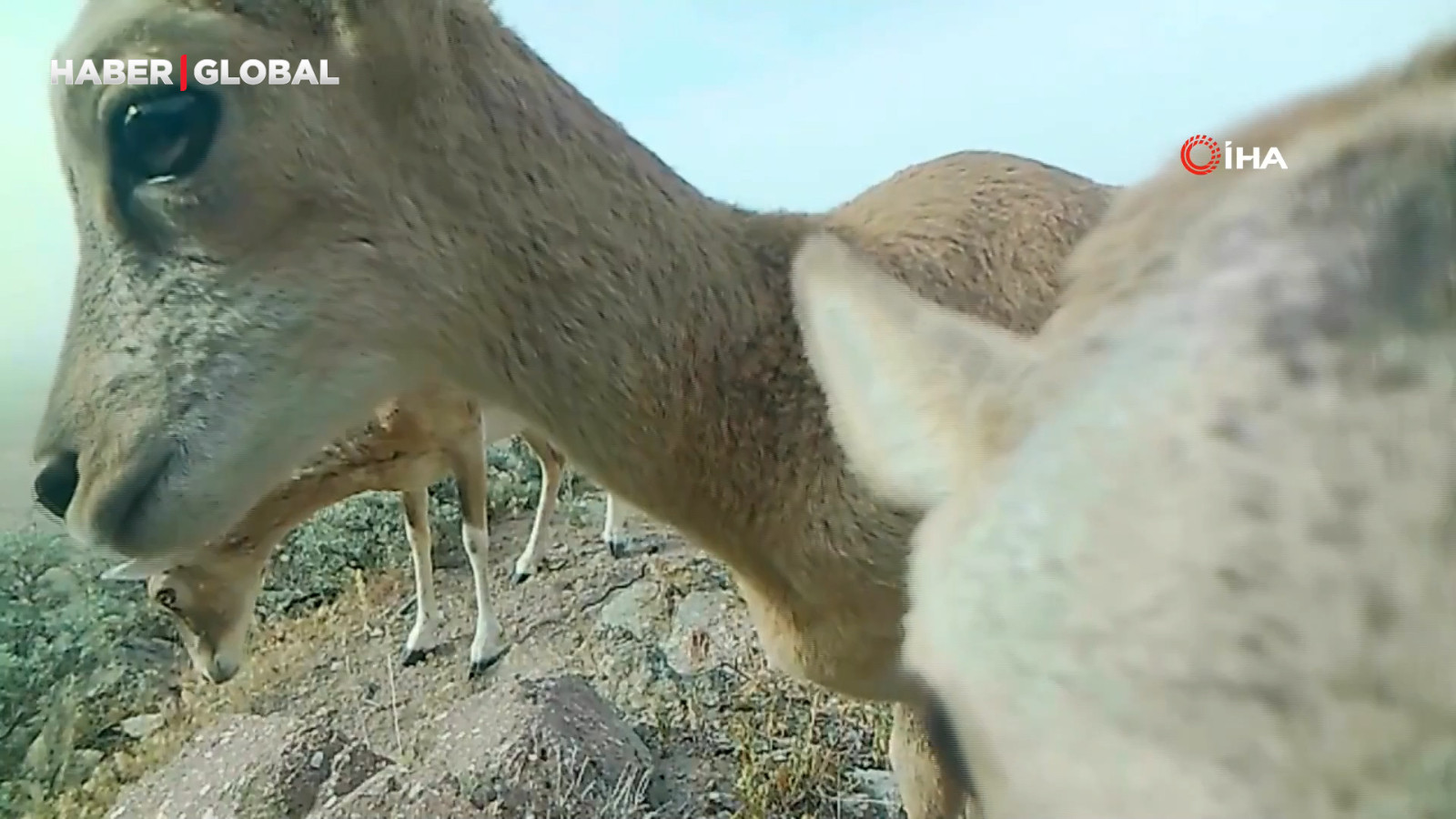 Anadolu yaban koyunu yavrularıyla yakından görüntülendi: Önce emzirdi sonra sevdi