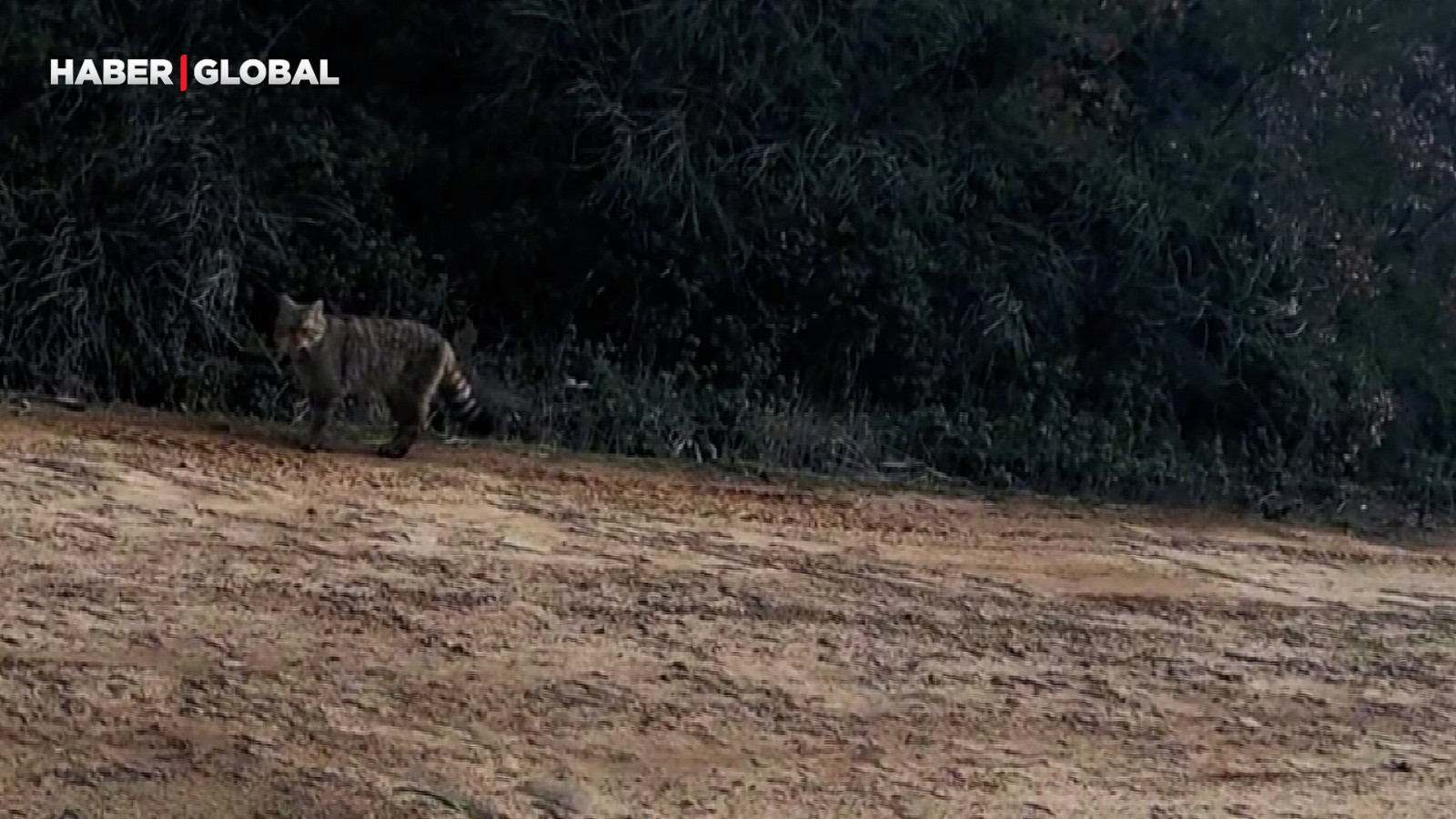 Ganos Dağları'nda şaşırtan anlar: Yaban kedisi görüldü