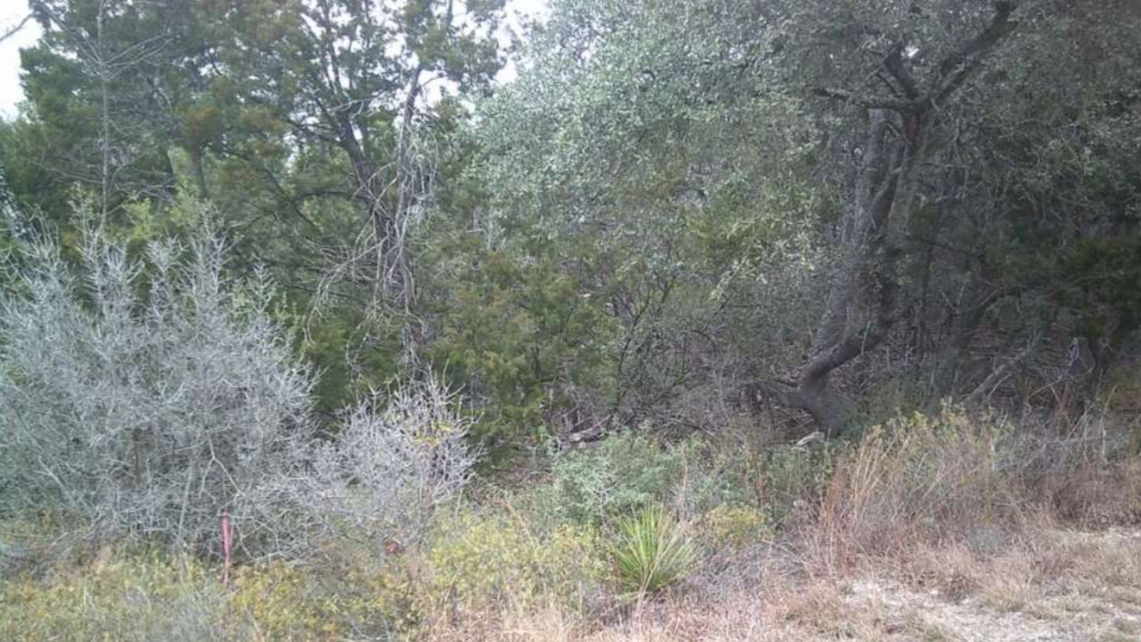 Resimde gizli leoparı yalnızca gerçek dahiler görebiliyor