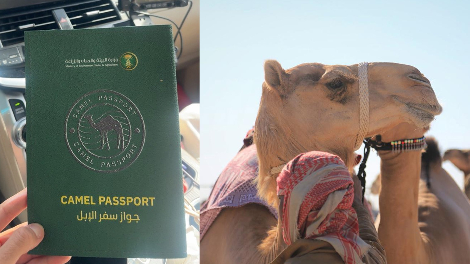 Suudi Arabistan'da ilginç uygulama: Develere pasaport verilecek