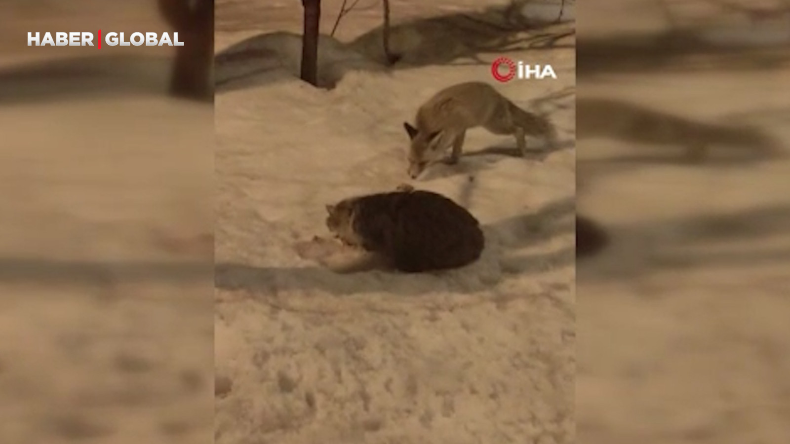 Hakkari'de tilki ile kedinin şaşırtan görüntüsü