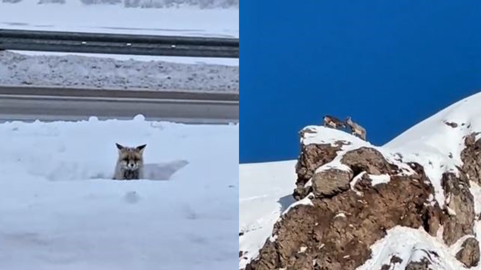 Son yılların en sert kışı onları da vurdu! Sivas’ta yabani hayvanlar yerleşimlere indi