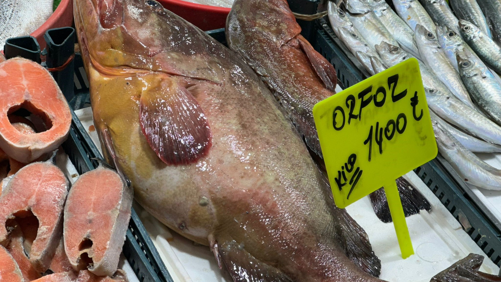 Bu balık çeyrek altınla yarışıyor: Değeri 10 bin 500 lira!