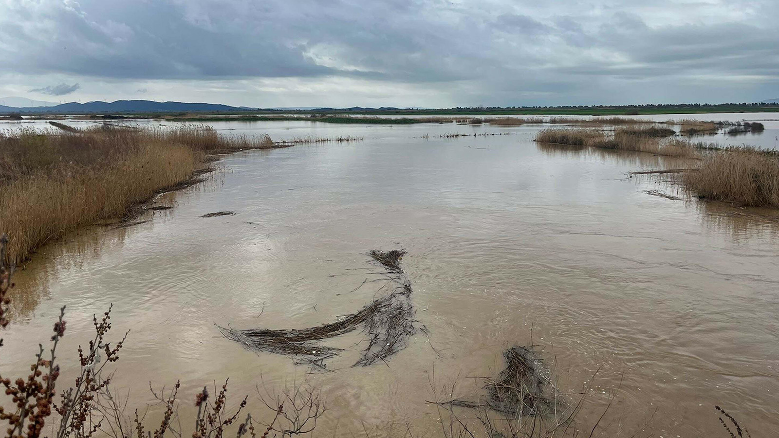 Büyük Menderes Nehri yine taştı; tarım alanlarını su bastı