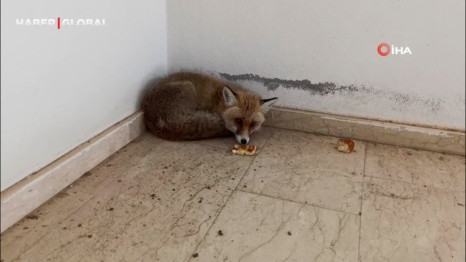 Elazığ'da açlıktan ve soğuktan bitap düşen tilki okula sığındı