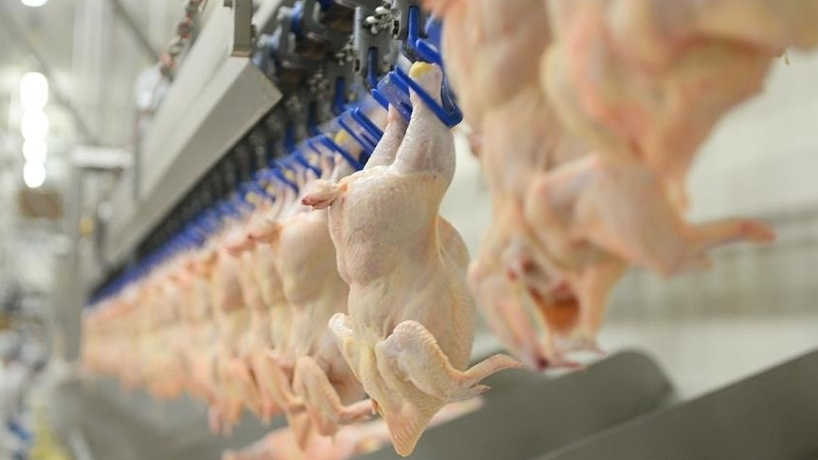 Tavuk fiyatlarına zam kararı! Bakanlık duyurdu: İhracat durduruldu