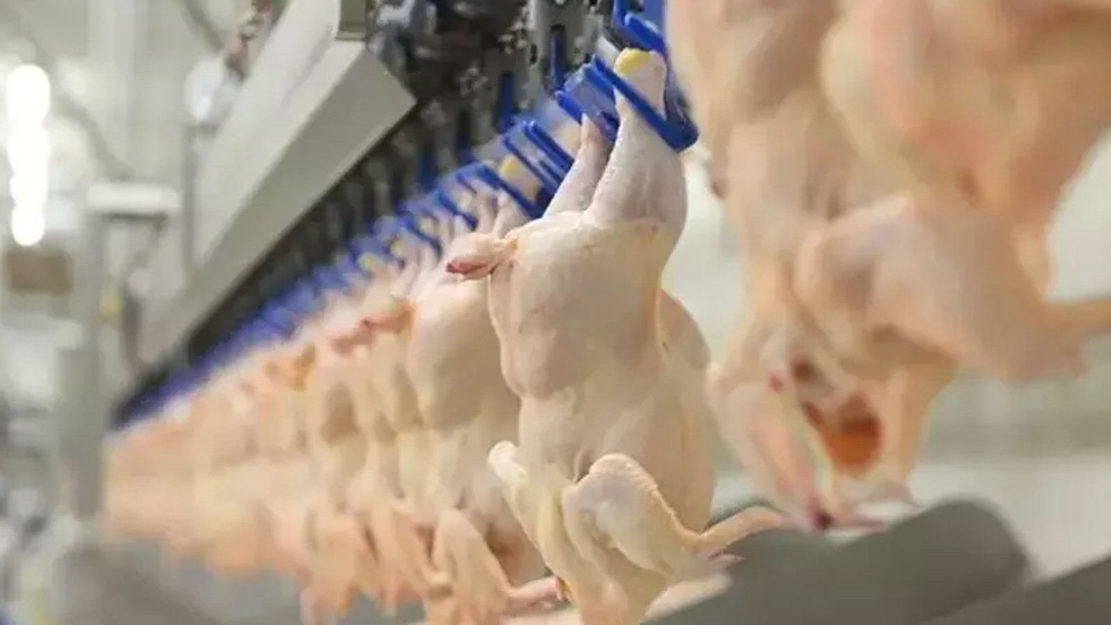 Tavuk fiyatlarını etkileyecek gelişme! Bakanlık düğmeye bastı