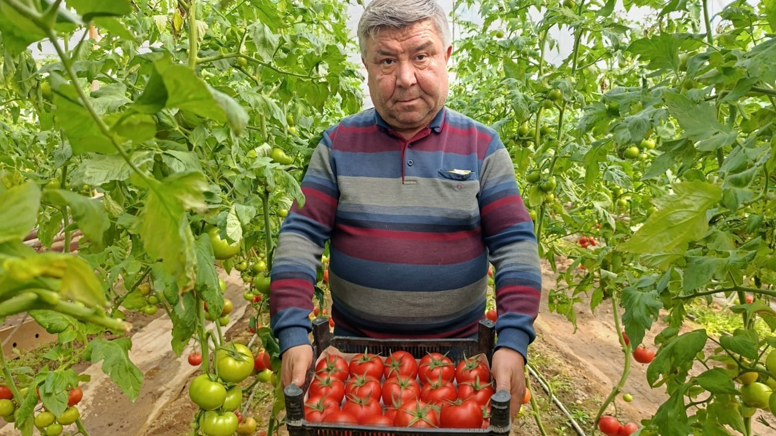 Toprağın altından gelen mucize: Simav'da yetişiyor, yoğun ilgi görüyor