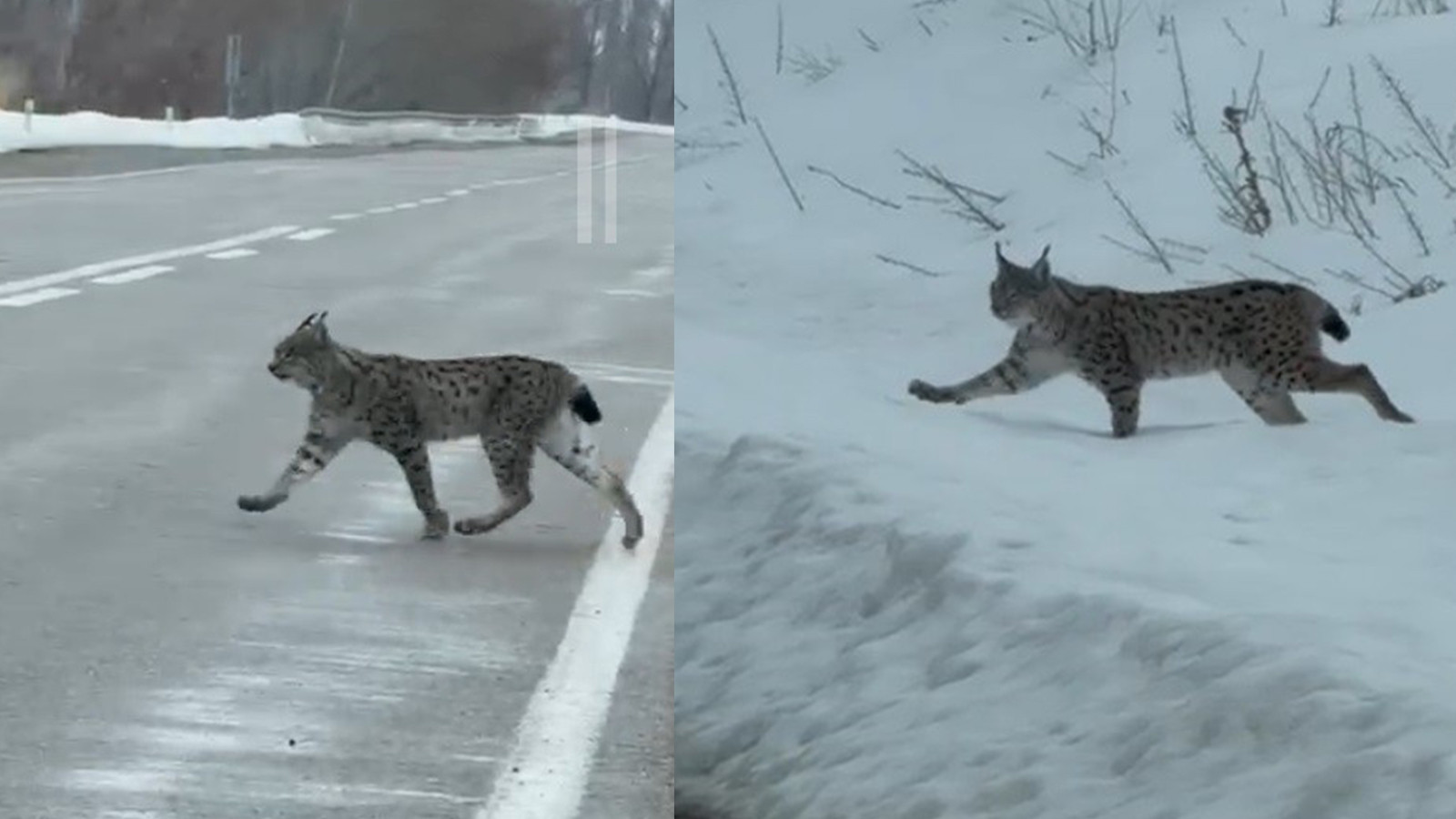 Nesli tükenme tehlikesiyle karşı karşıya: Bayburt'ta görüntülendi