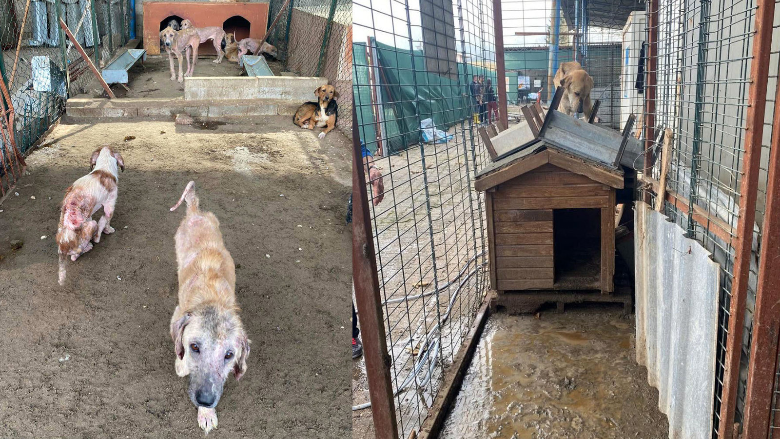 Antalya'da sağlıksız barınak koşullarına soruşturma! Sosyal medyada tepki toplamıştı