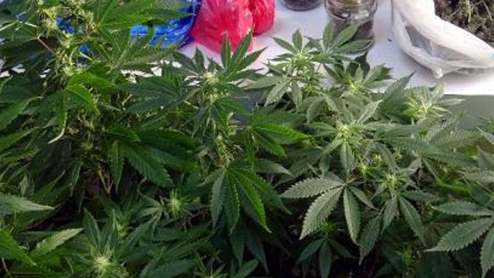 Avcılar'da metruk binada uyuşturucu serası ortaya çıktı