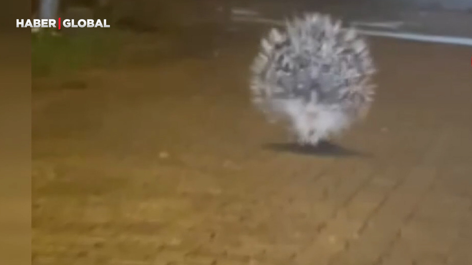 Aydın'da şaşırtan anlar: Gören kameraya sarıldı!