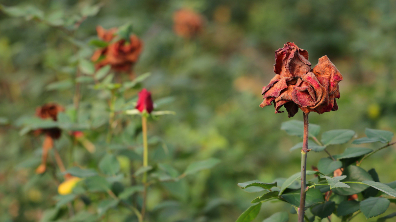 Zirai don Sevgililer Günü'nü vurdu: Güller dalında kurudu, fiyatlar uçtu