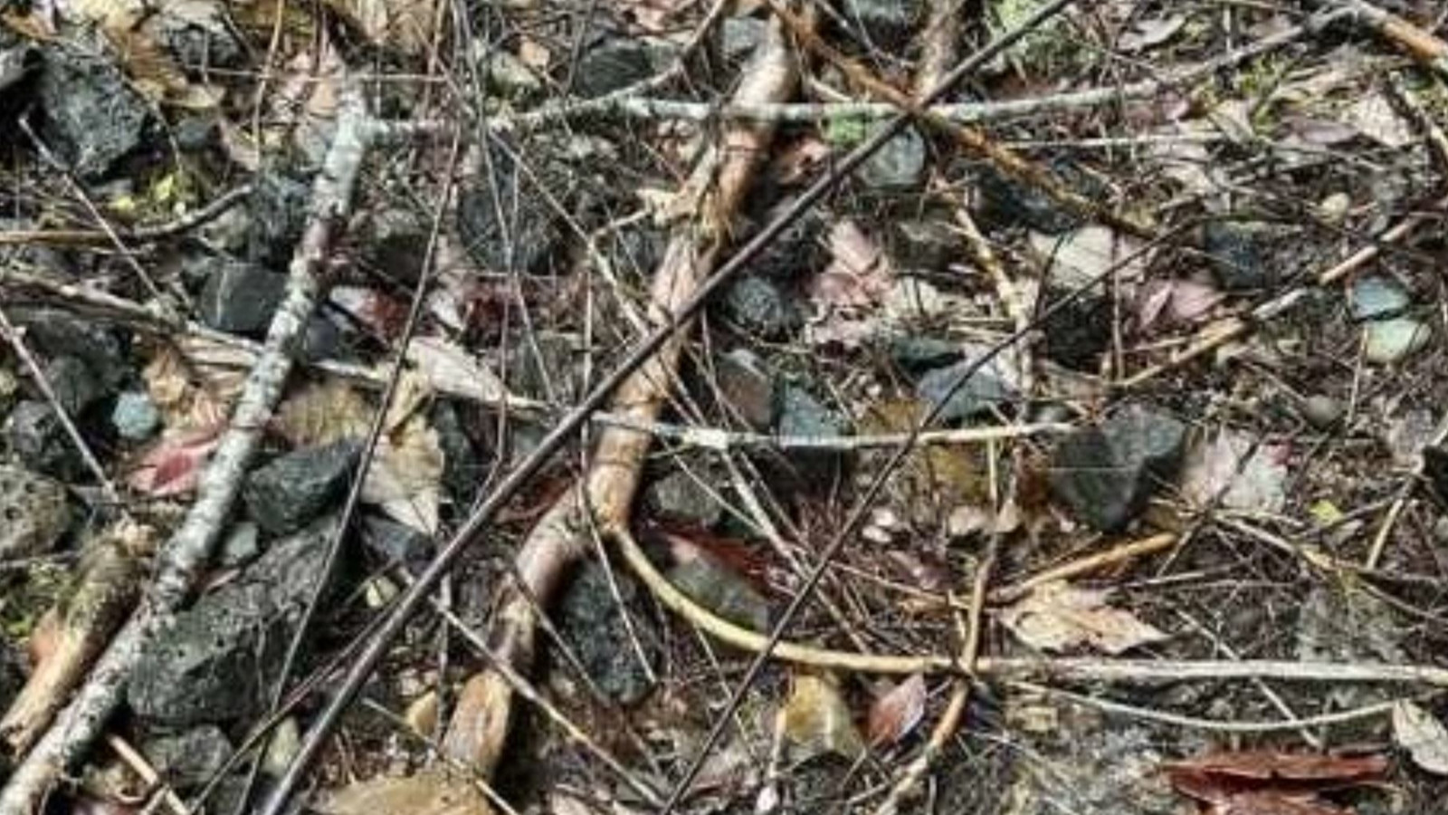 Doğal yaşam uzmanlarını şaşırtan zeka testi!