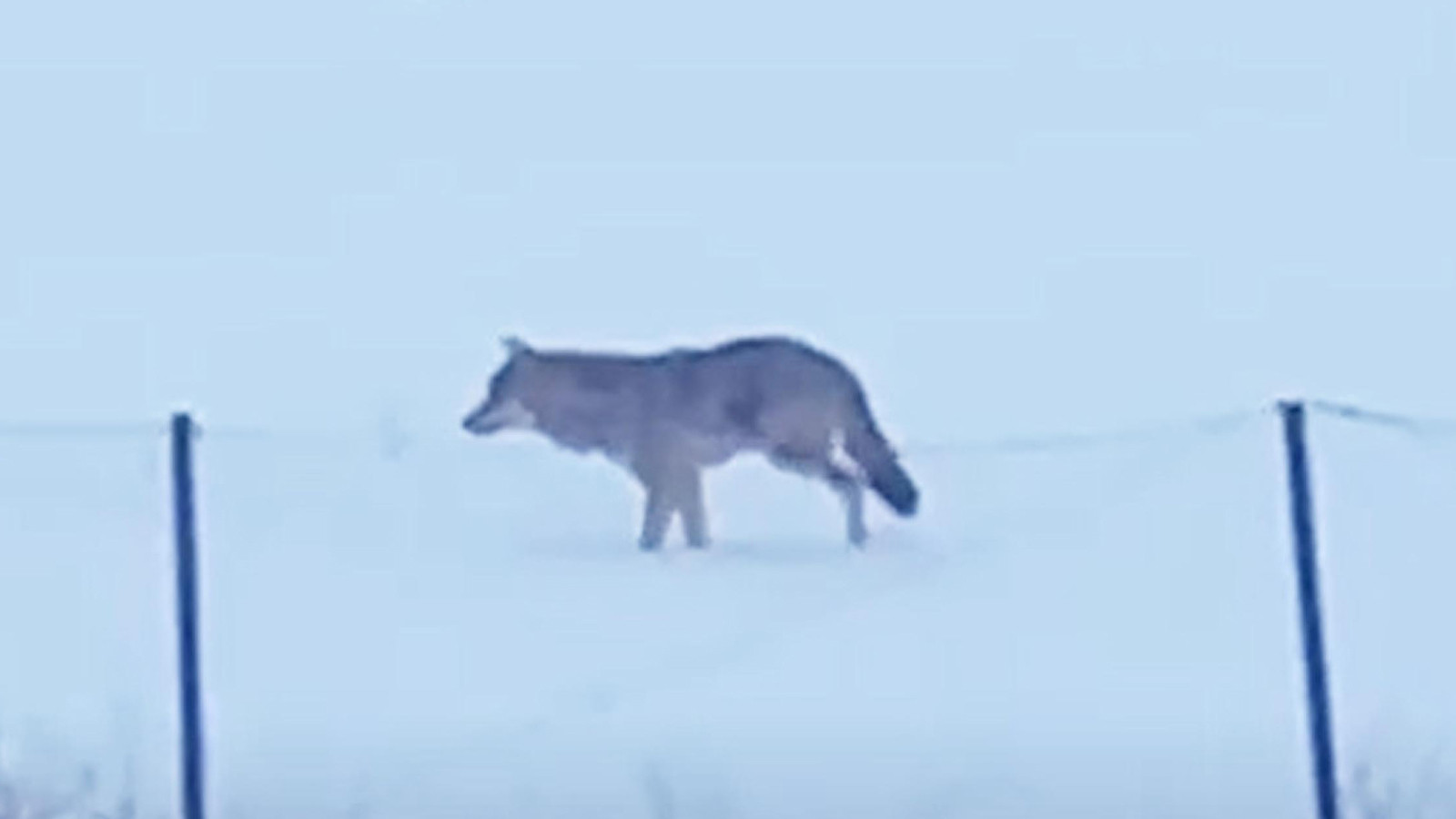 3 ayaklı kurt Ardahan'da görüntülendi