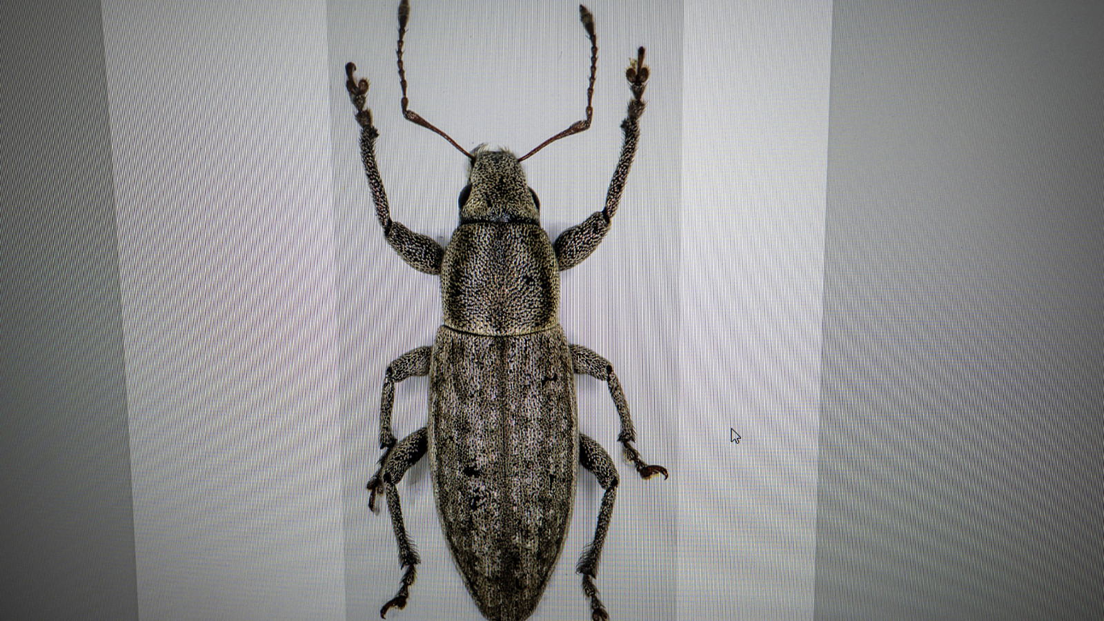 Doğu Anadolu'da keşfedildi; literatürüne girdi