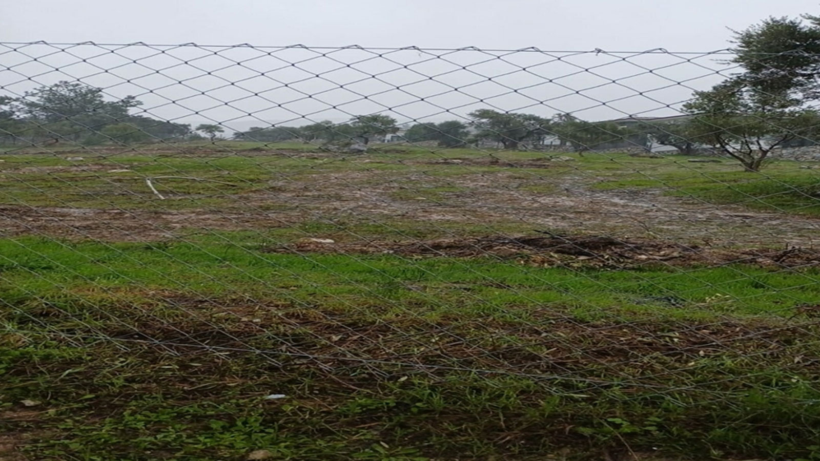 Muğla Valiliği'nden Milas'taki zeytin ağacı kesimine soruşturma