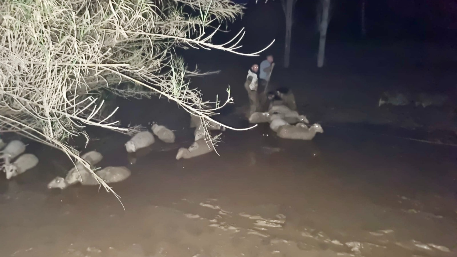 Muğla'da çamura saplanan 30 koyun kurtarıldı, iki koyun öldü