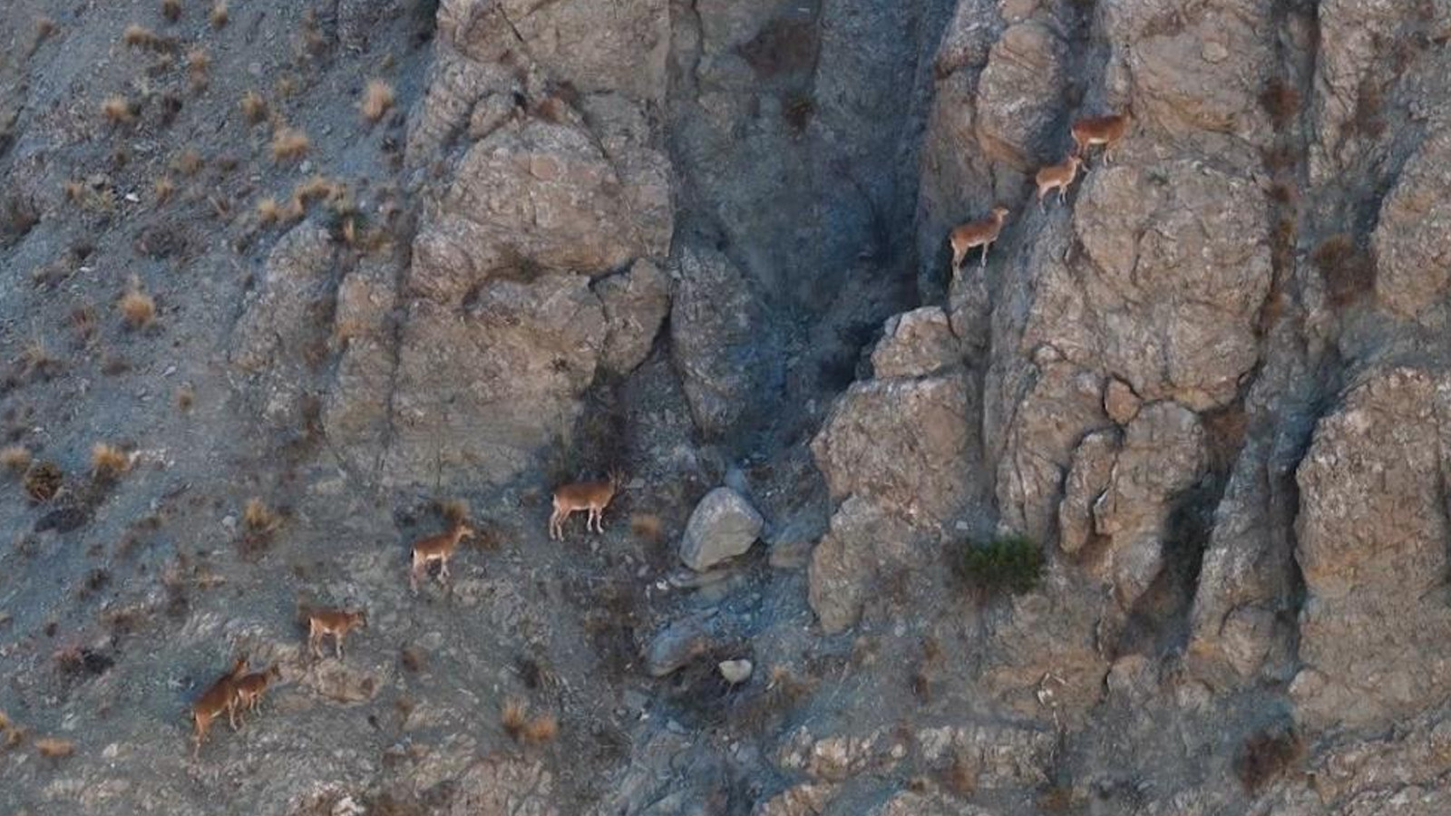 Munzur’un sarp kayalıklarında yaban keçileri
