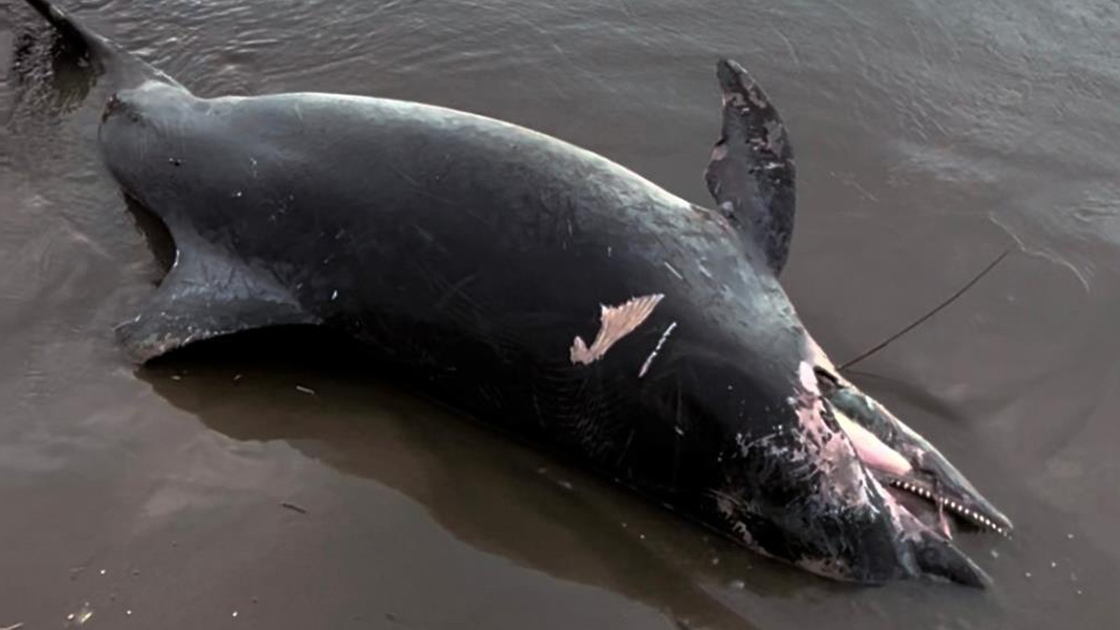 Ölü yunus sahile vurdu