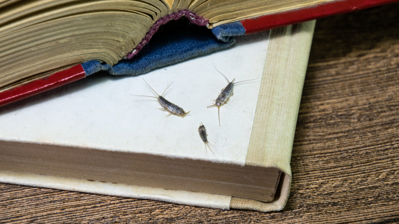 Bu böceği evden hemen kovmayanlar gözyaşlarına boğuluyor!