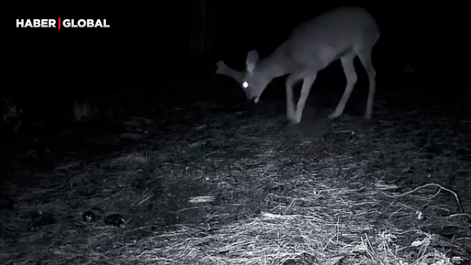 Tekirdağ’da ormanda şaşırtan görüntüle! Kurt ve iki karaca böyle görüntülendi