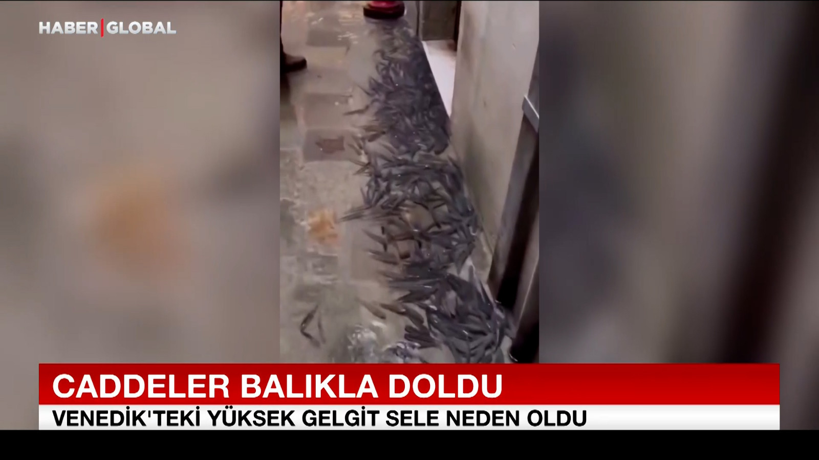 Venedik’te balıklar denizden şehre taştı